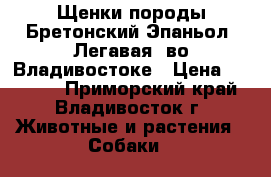 Щенки породы Бретонский Эпаньол (Легавая) во Владивостоке › Цена ­ 40 000 - Приморский край, Владивосток г. Животные и растения » Собаки   